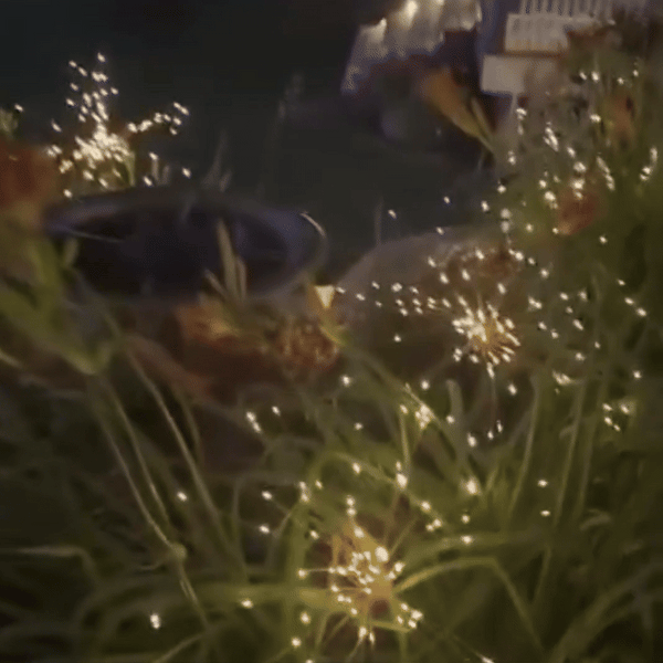 Solar Fireworks Garden Lights